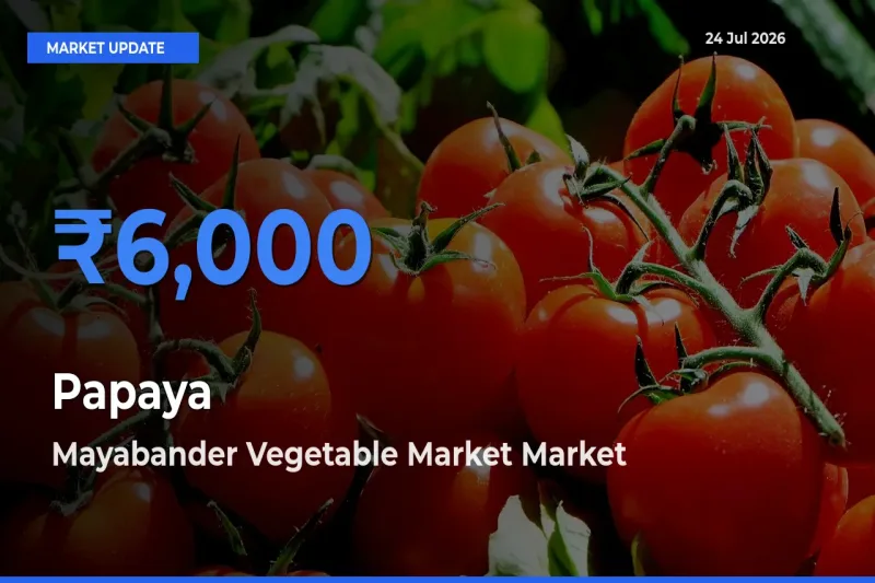Top Performer! Mayabander Vegetable Market Offers Best Papaya Price Today