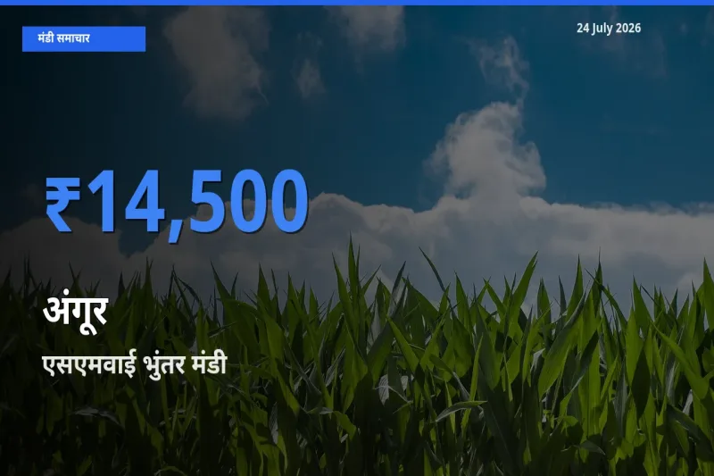 बाज़ार संकेत: एसएमवाई भुंतर बना अंगूर के लिए आज की टॉप मंडी