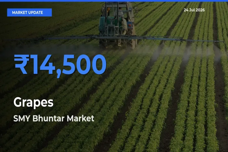 Market Watch: SMY Bhuntar Becomes Top Mandi for Grapes