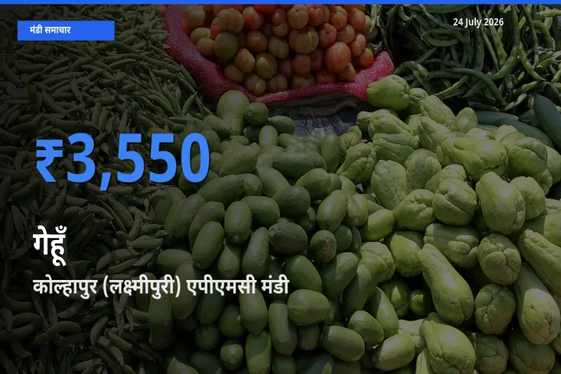 आज का मंडी भाव: गेहूँ के सबसे ज़्यादा दाम कोल्हापुर (लक्ष्मीपुरी) एपीएमसी में