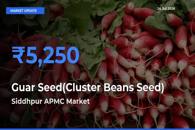 Siddhpur APMC Emerges as Top Mandi for Guar Seed(Cluster Beans Seed) Prices Today