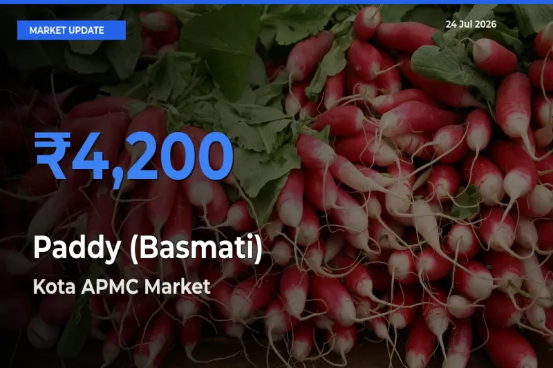 Kota APMC Offers ₹4,200 – Highest Paddy (Basmati) Rate Today