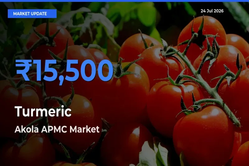 Akola APMC Tops Turmeric Mandi Rates Today