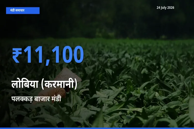 किसानों की पसंद बना पलक्कड़ बाजार, लोबिया (करमानी) के सबसे अच्छे दाम