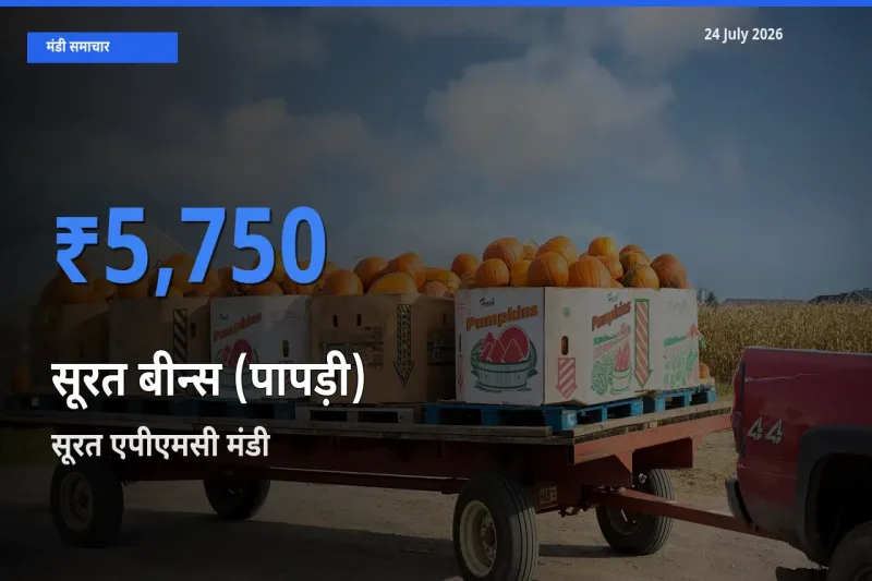 24 July अपडेट: सूरत बीन्स (पापड़ी) के सबसे ऊँचे दाम सूरत एपीएमसी मंडी में