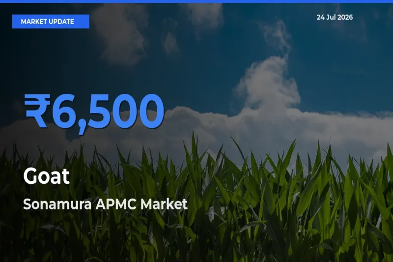 Top Performer! Sonamura APMC Offers Best Goat Price Today