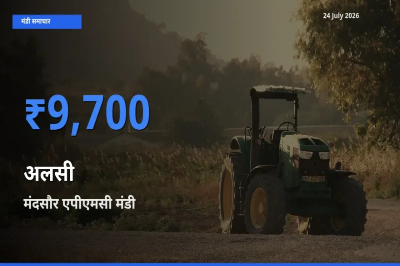आज का मंडी भाव: अलसी के सबसे ज़्यादा दाम मंदसौर एपीएमसी में