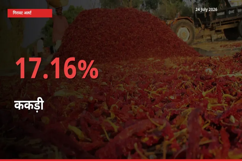 ककड़ी के दाम प्रमुख मंडी में 17.16% गिरे, 24 घंटे में बड़ा बदलाव