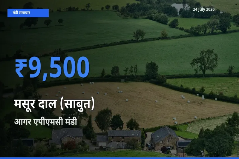 टॉप मंडी बना आगर एपीएमसी! मसूर दाल (साबुत) के सबसे ऊँचे दाम यहीं दर्ज
