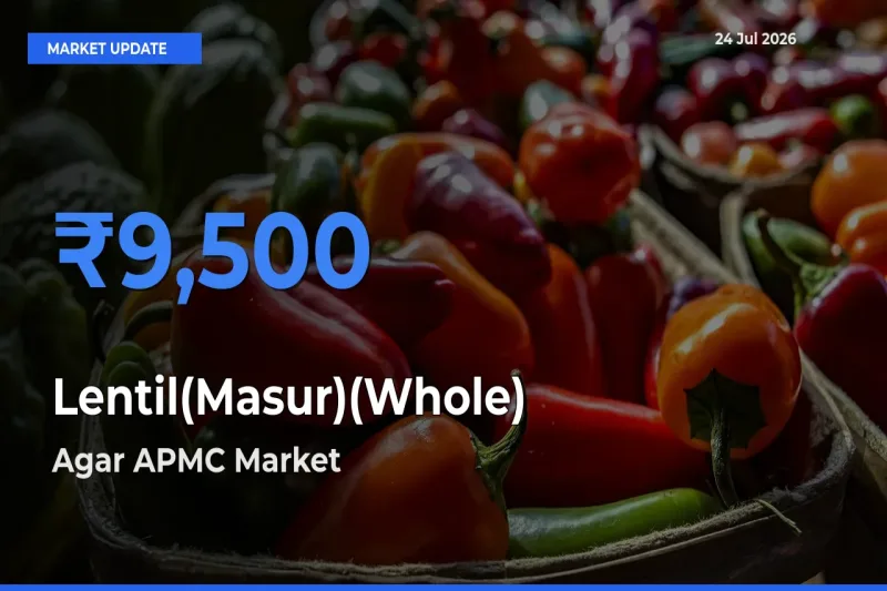 Market Watch: Agar APMC Becomes Top Mandi for Lentil(Masur)(Whole)
