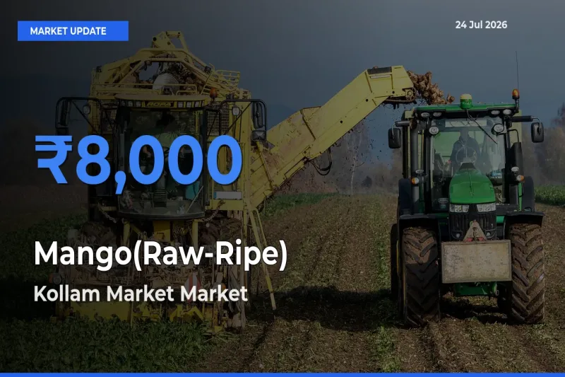 Kollam Market Tops Mango(Raw-Ripe) Rates – July 24 Market Update