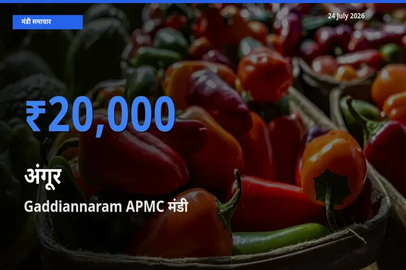 आज अंगूर के सबसे ऊँचे दाम ₹20,000 Gaddiannaram APMC मंडी में