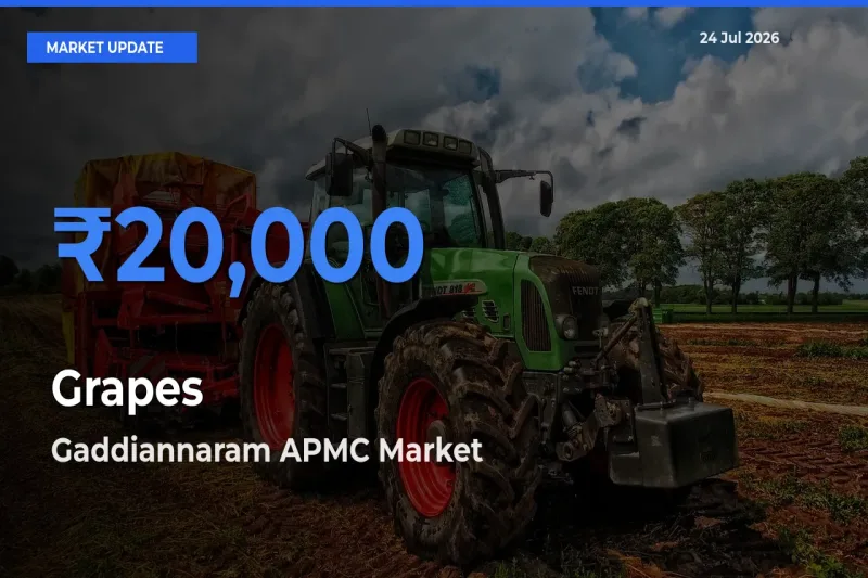 Top Performer! Gaddiannaram APMC Offers Best Grapes Price Today