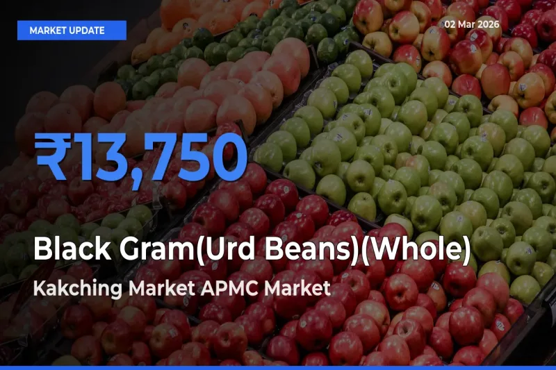 Farmers Prefer Kakching Market APMC as Black Gram(Urd Beans)(Whole) Hits Highest Rate