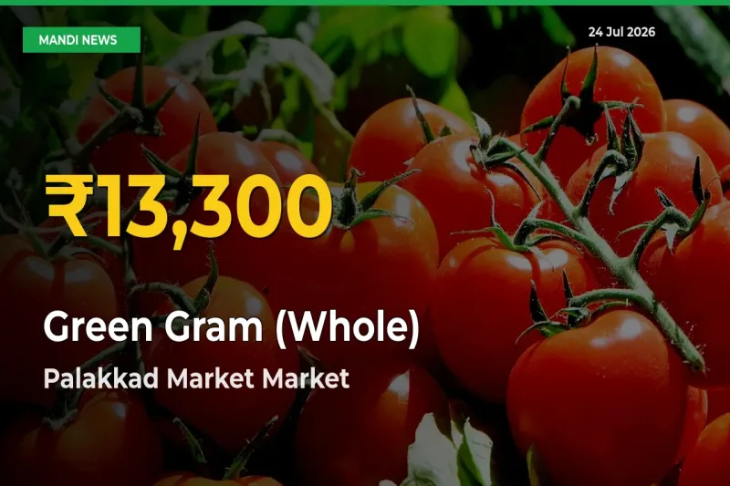 Green Gram (Whole) Mandi Rate Surges Today in Palakkad Market – Highest Level in 30 Days