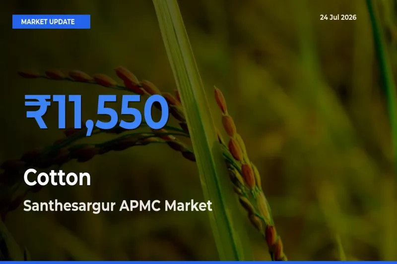 Santhesargur APMC Tops Cotton Mandi Rates Today