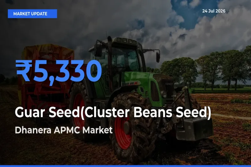 Dhanera APMC Offers ₹5,330 – Highest Guar Seed(Cluster Beans Seed) Rate Today