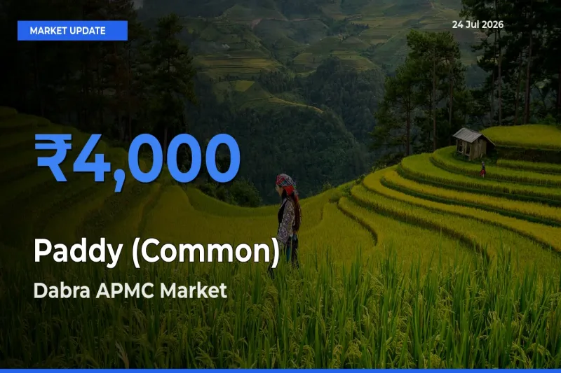 Dabra APMC Offers ₹4,000 – Highest Paddy (Common) Rate Today