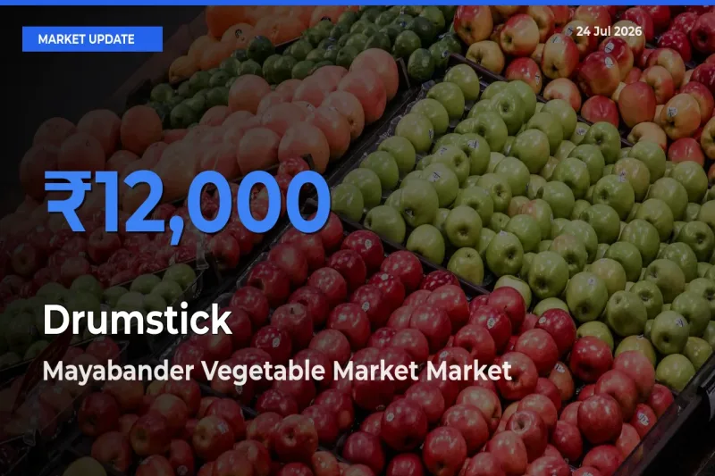 Mayabander Vegetable Market Emerges as Top Mandi for Drumstick Prices Today
