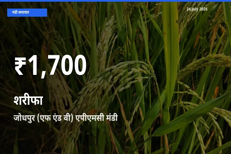 शरीफा के दाम 30 दिनों के सबसे निचले स्तर पर, जोधपुर (एफ एंड वी) एपीएमसी