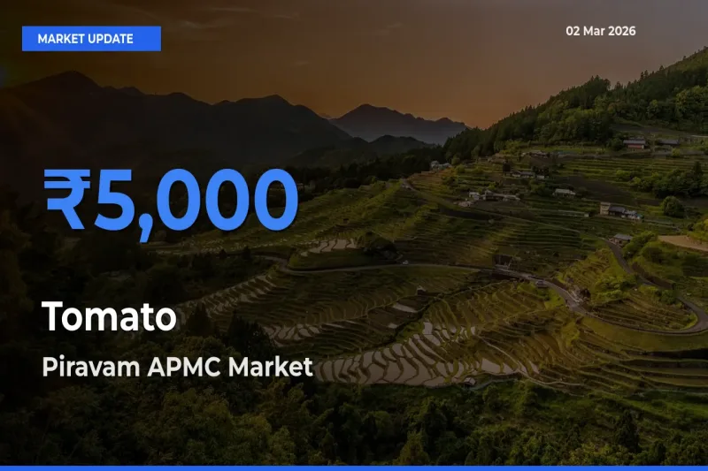 Piravam APMC Records Highest ₹5,000 Rate for Tomato
