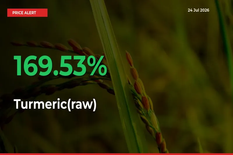 Sharp Jump! Turmeric(raw) Prices Climb 169.53% in 24 Hours at Key Mandis