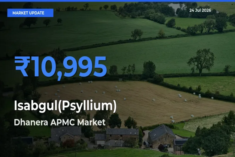 Dhanera APMC Records Highest ₹10,995 Rate for Isabgul(Psyllium)