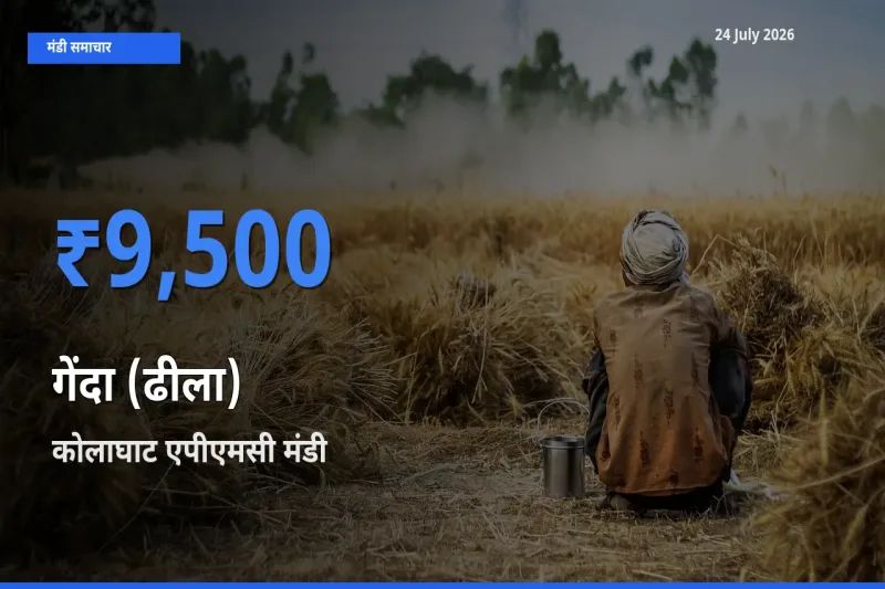24 July अपडेट: गेंदा (ढीला) के सबसे ऊँचे दाम कोलाघाट एपीएमसी मंडी में