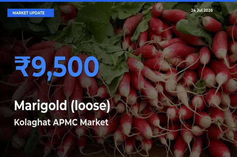 Kolaghat APMC Records Highest ₹9,500 Rate for Marigold (loose)