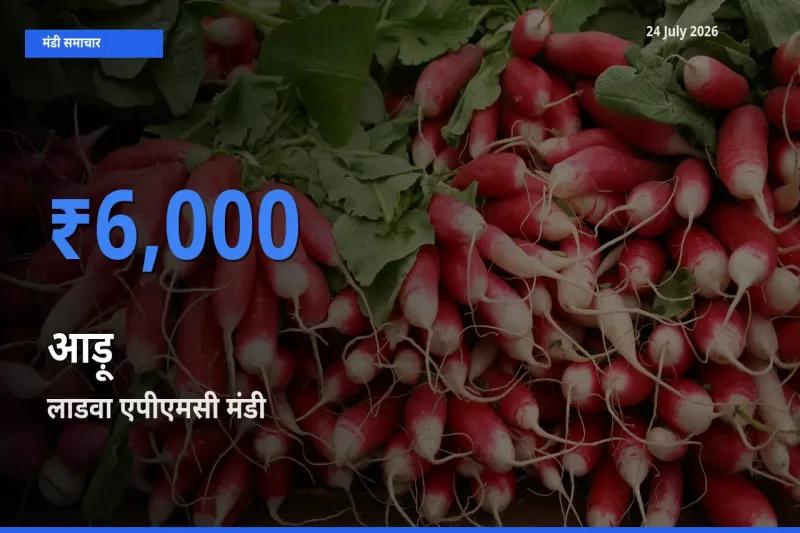 टॉप मंडी बना लाडवा एपीएमसी! आड़ू के सबसे ऊँचे दाम यहीं दर्ज