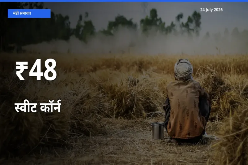 बाज़ार संकेत: स्वीट कॉर्न के भाव कई मंडियों में समान रुझान दिखा रहे