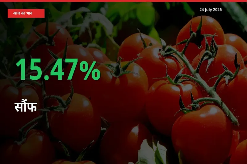 सौंफ 15.47% उछला, मंडी