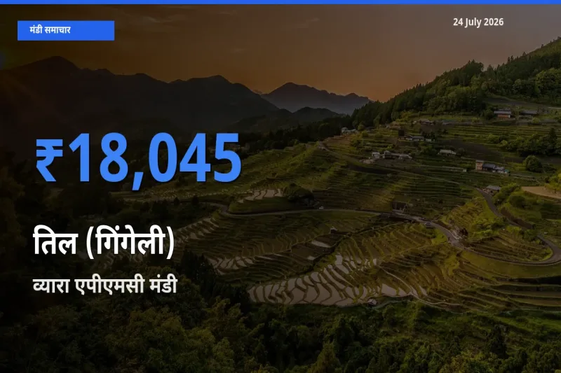 व्यारा एपीएमसी मंडी में आज तिल (गिंगेली) के सबसे ऊँचे दाम दर्ज
