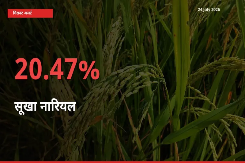 अचानक झटका! मंडी में सूखा नारियल के दाम 20.47% टूटे