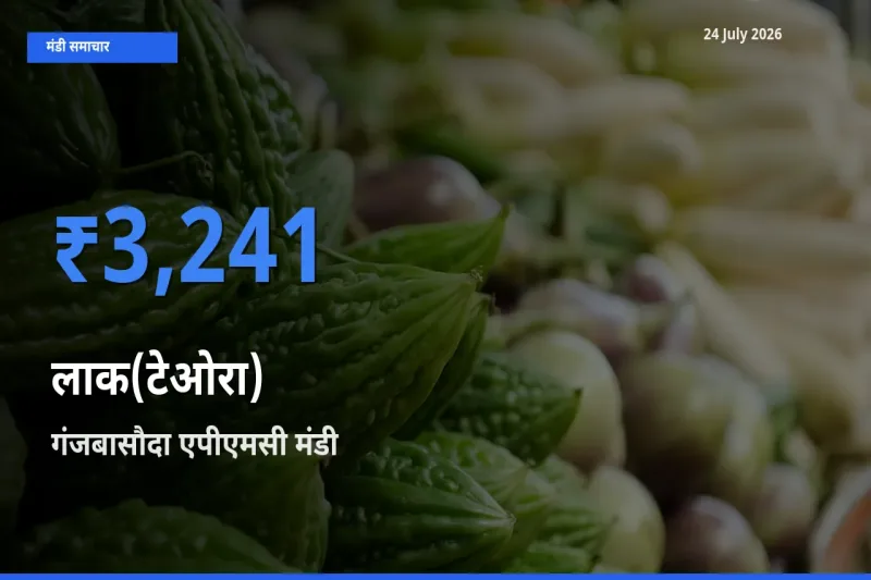 गंजबासौदा एपीएमसी मंडी में लाक(टेओरा) ₹3,241 पर पहुँचा – आज का सर्वोच्च भाव