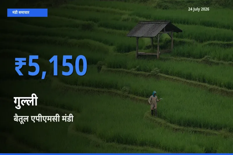 आज गुल्ली के सबसे ज़्यादा दाम बैतूल एपीएमसी मंडी में दर्ज