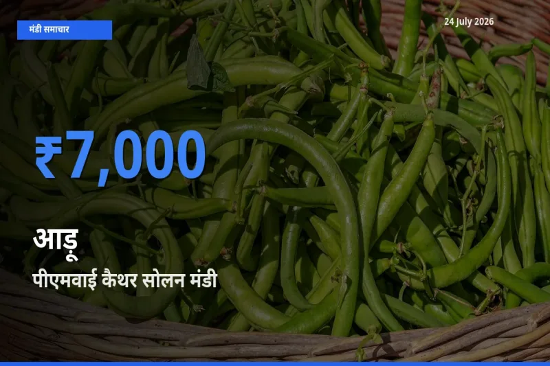 24 July अपडेट: आड़ू के सबसे ऊँचे दाम पीएमवाई कैथर सोलन मंडी में