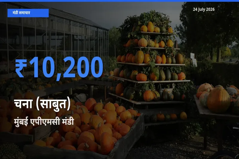 टॉप मंडी बना मुंबई एपीएमसी! चना (साबुत) के सबसे ऊँचे दाम यहीं दर्ज