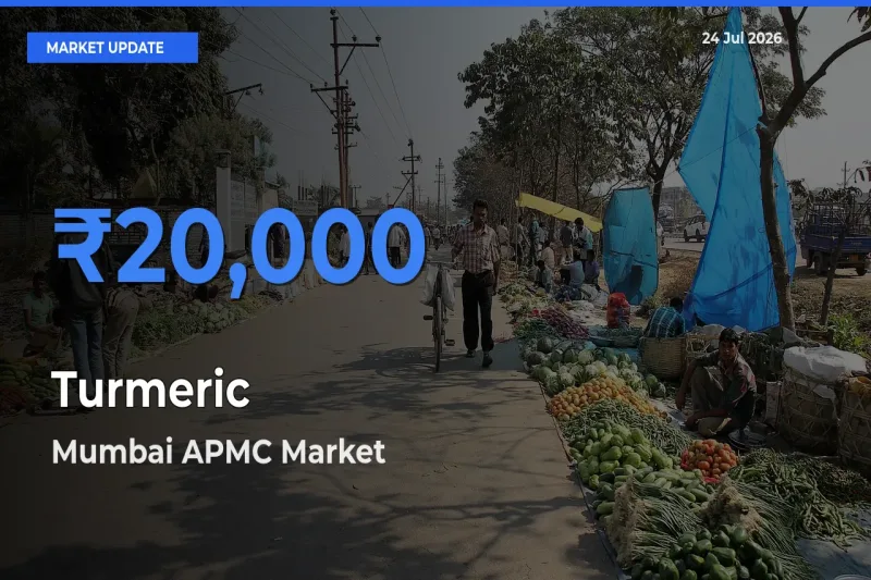 Mumbai APMC Leads as Top Mandi for Turmeric Prices