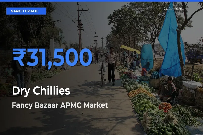 Dry Chillies Mandi Rate Today: Fancy Bazaar APMC Tops the List