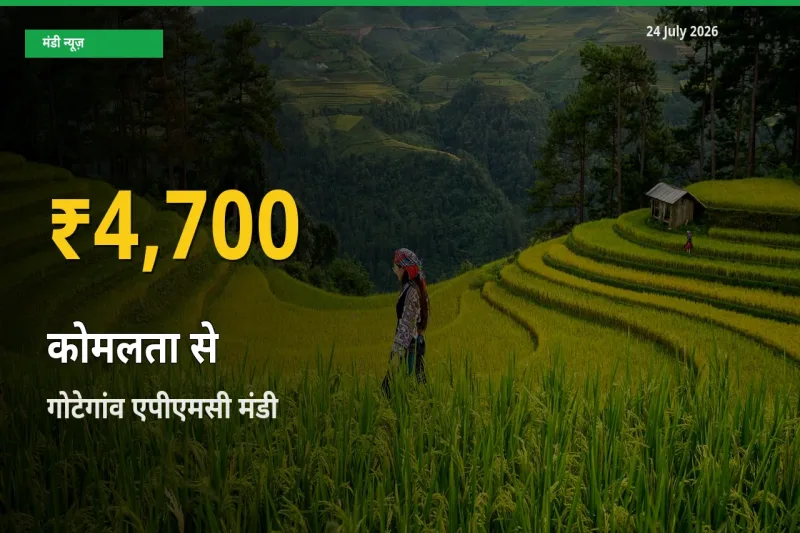 रिकॉर्ड तेज़ी! गोटेगांव एपीएमसी में कोमलता से ₹4,700 पर पहुँचा