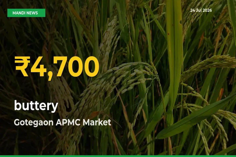 buttery Mandi Rate Surges Today in Gotegaon APMC – Highest Level in 30 Days
