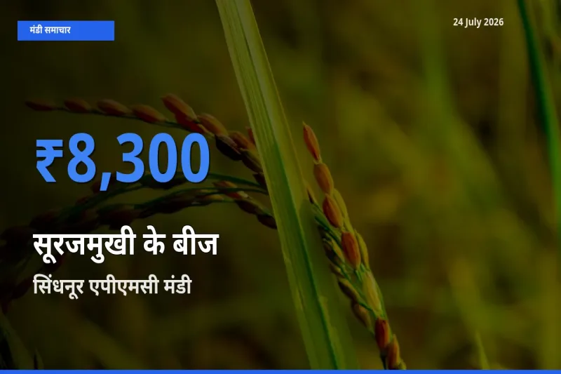 टॉप मंडी बना सिंधनूर एपीएमसी! सूरजमुखी के बीज के सबसे ऊँचे दाम यहीं दर्ज