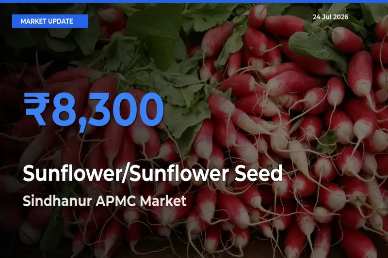 Farmers Prefer Sindhanur APMC as Sunflower/Sunflower Seed Hits Highest Rate