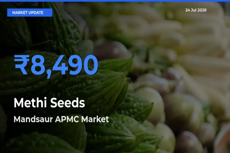 Mandsaur APMC Tops Methi Seeds Rates – July 24 Market Update