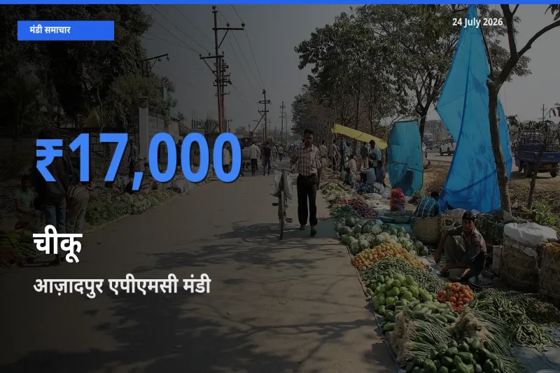 24 July अपडेट: चीकू के सबसे ऊँचे दाम आज़ादपुर एपीएमसी मंडी में