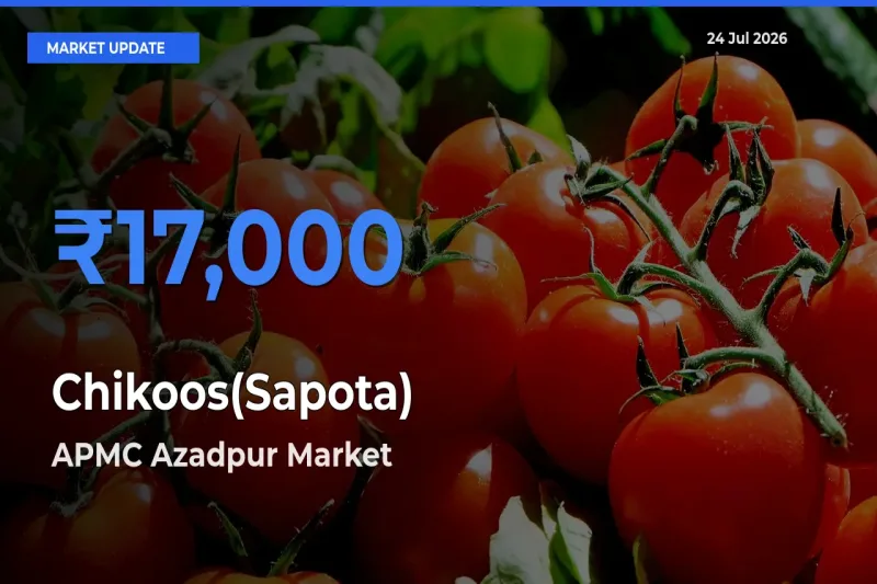 Chikoos(Sapota) Mandi Rate Today: APMC Azadpur Tops the List