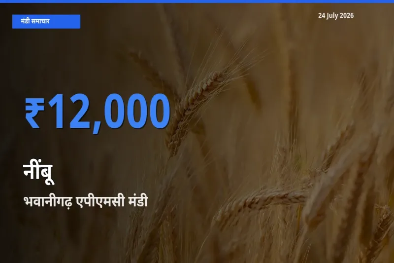 आज का मंडी भाव: नींबू के सबसे ज़्यादा दाम भवानीगढ़ एपीएमसी में