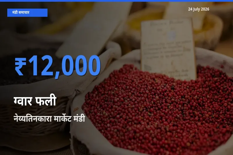24 July अपडेट: ग्वार फली के सबसे ऊँचे दाम नेय्यतिनकारा मार्केट मंडी में