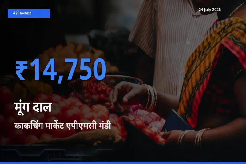 आज का मंडी भाव: मूंग दाल के सबसे ज़्यादा दाम काकचिंग मार्केट एपीएमसी में